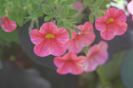 512x341 pixels (17K)