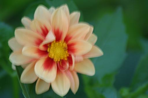 512x341 pixels (15K)