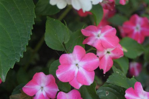 512x341 pixels (21K)